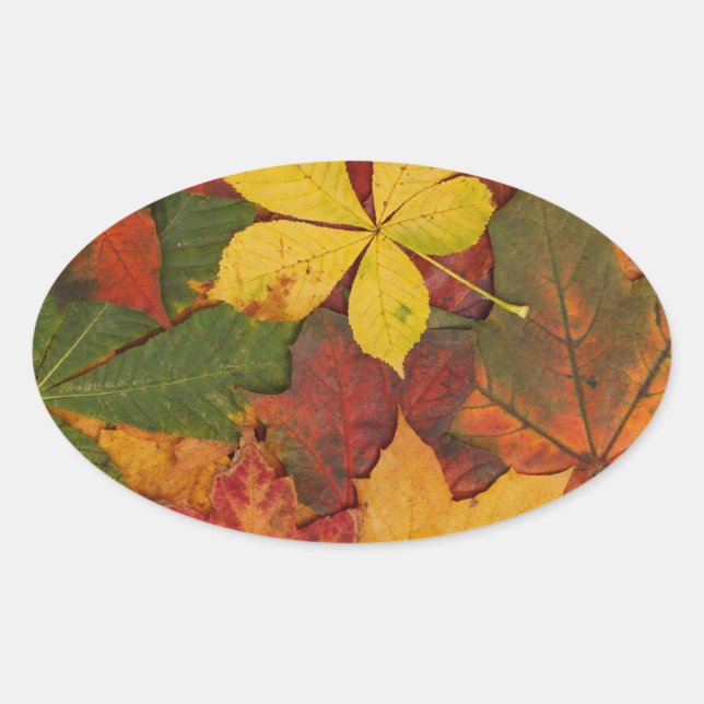 Sticker Ovale Feuilles d'automne aux couleurs vives (Devant)