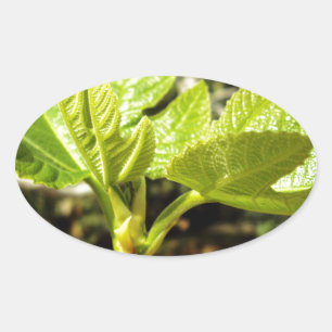 Sticker Ovale Feuilles de figues