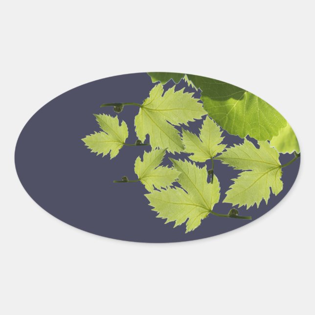 Sticker Ovale Feuilles Vertes de Vigne de Raisin (Devant)