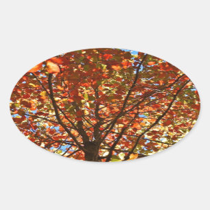 Sticker Ovale Feux d'artifice d'automne