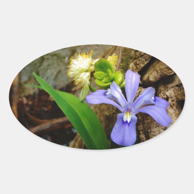Sticker Ovale Fleur blanche pourpre bleu Iris (Devant)