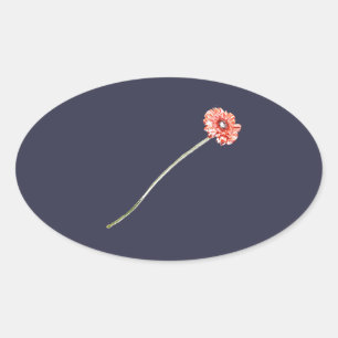 Sticker Ovale Fleur de Gerbera Rouge Pâle