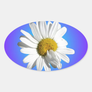 Sticker Ovale Fleur de marguerite blanche dégradé floral bleu vi