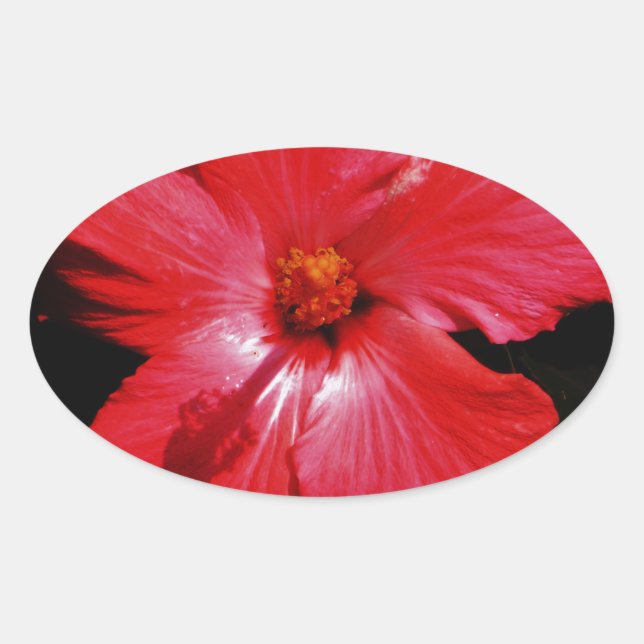 Sticker Ovale Fleur d'Hibiscus rouge rose chaud sur noir (Devant)