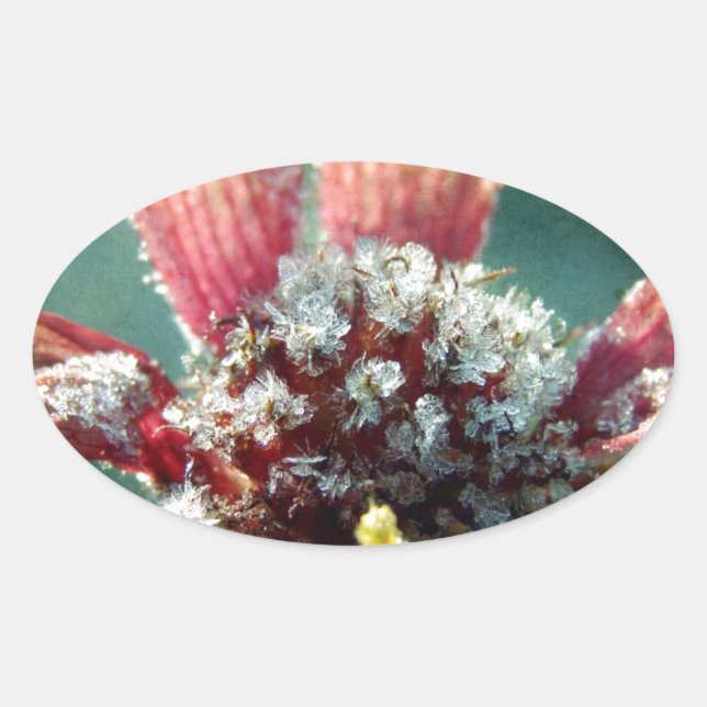 Sticker Ovale Fleur gelée (Devant)