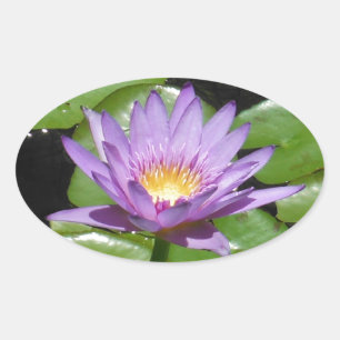 Sticker Ovale Fleur Hawaii Lotus