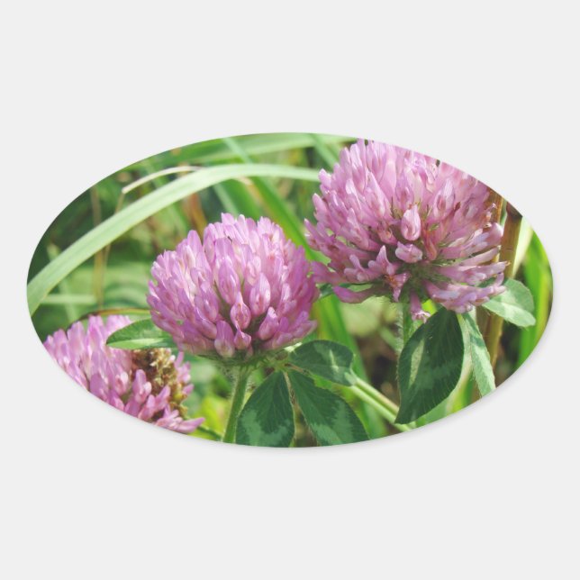 Sticker Ovale Fleur sauvage de trèfle rose - Trifolium pratense (Devant)
