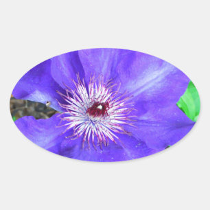 Sticker Ovale Fleur violette Clematis