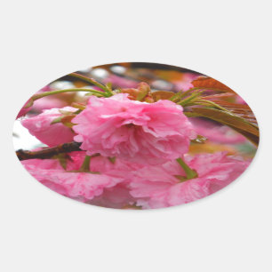 Sticker Ovale Fleurs de fleurs de cerisier rose chaud
