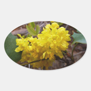Sticker Ovale Fleurs de raisins de l'Oregon Fleurs sauvages jaun