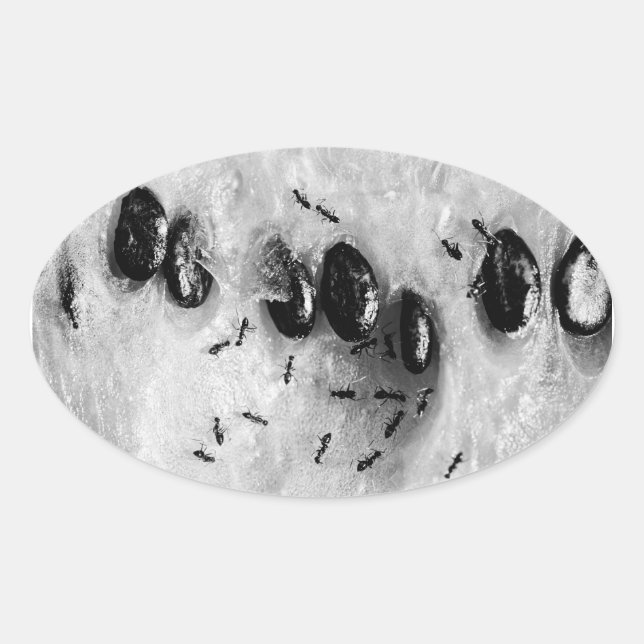 Sticker Ovale fourmis de surf (Devant)