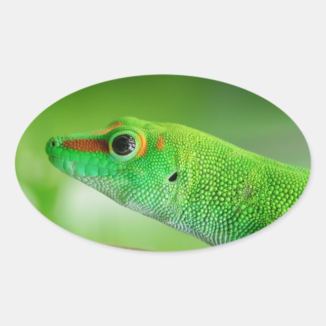Sticker Ovale Gecko Géant de la Journée Verte - Phelsuma grandis (Devant)