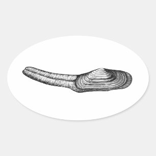 Sticker Ovale Géoduck Clam (illustration en noir et blanc)