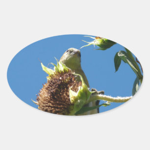 Sticker Ovale Goldfinch