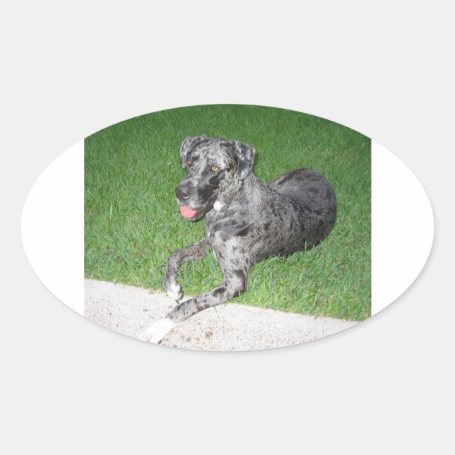 Sticker Ovale grande merle bleu dane pondre (Devant)