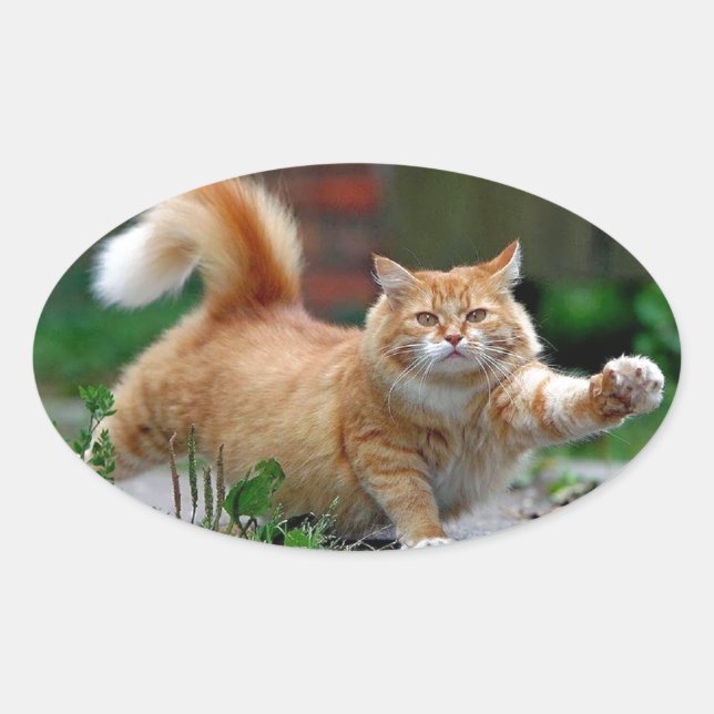 Sticker Ovale Gros chat orange (Devant)