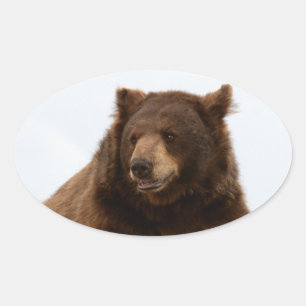 Sticker Ovale Gros ours Brown sur un journal