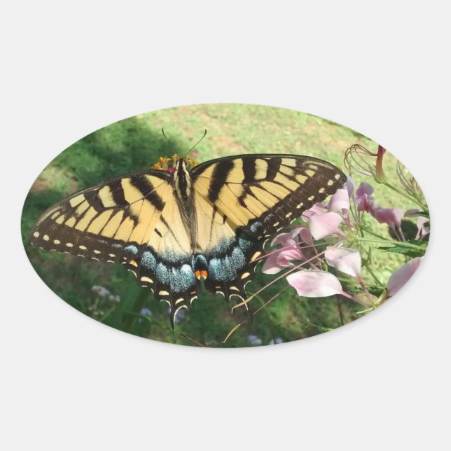 Sticker Ovale Gros plan de Tiger Swallowtail à côté de Cleome (Devant)