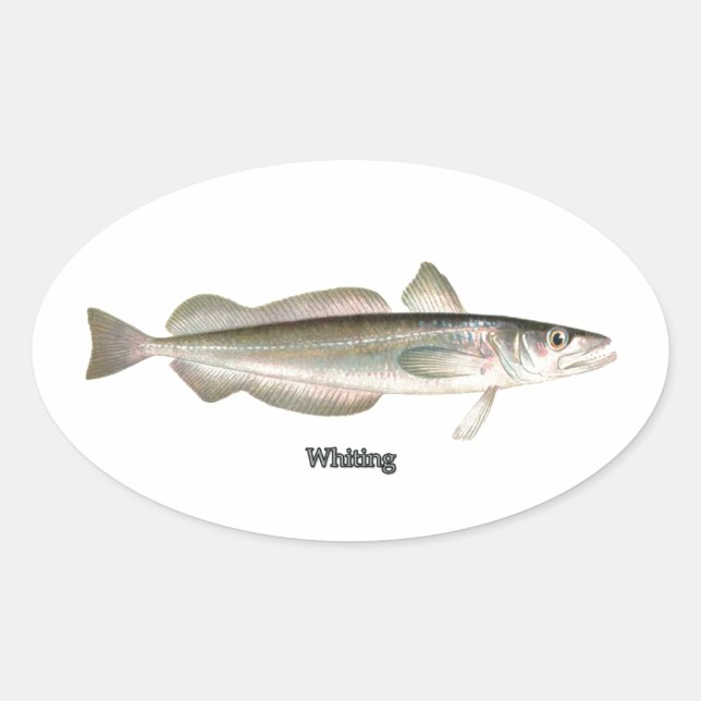 Sticker Ovale Hake argenté - Whiting (Devant)