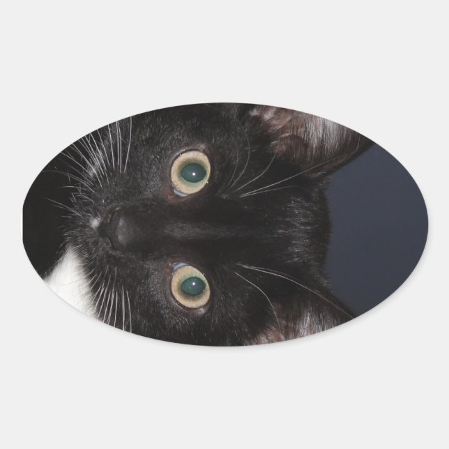 STICKER OVALE I LUV KATZ (Devant)