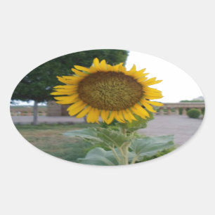 Sticker Ovale Impression d'art de tournesol