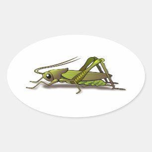 Sticker Ovale Insecte vert de cricket
