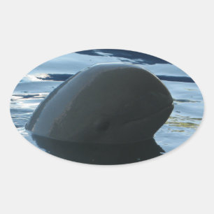 Sticker Ovale Irrawaddy Dolphin Peek-A-Boo