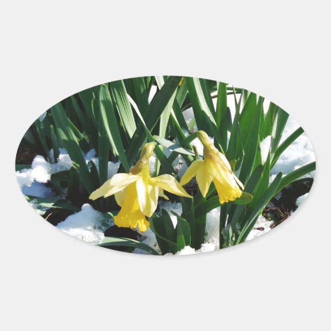Sticker Ovale Jaune Daffodils fleurs dans la neige (Devant)