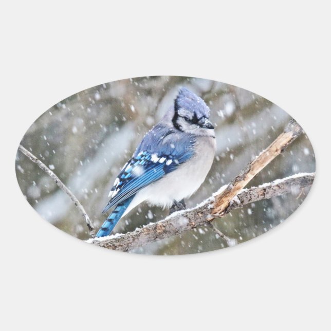 Sticker Ovale Jay bleu dans une tempête de neige (Devant)