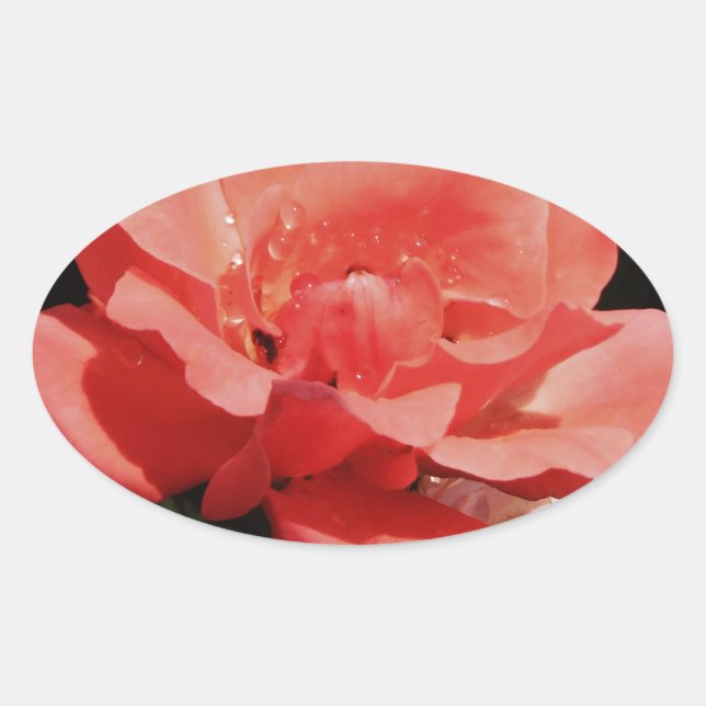 Sticker Ovale Joli rose rose Peach floral (Devant)