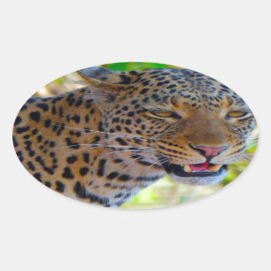 Sticker Ovale Léopard tacheté