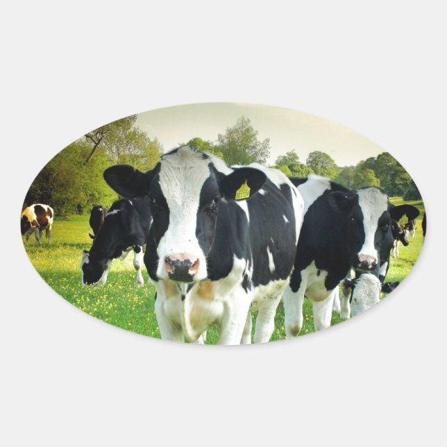 Sticker Ovale Les vaches adorent regarder (Devant)