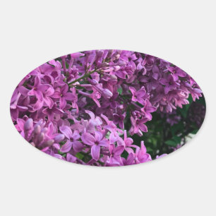 Sticker Ovale lilas rose violet photo florale rose romantique