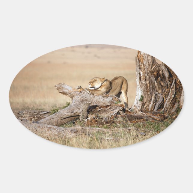 Sticker Ovale Lioness stretching (Devant)