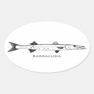 Sticker Ovale Logo de grand barracuda