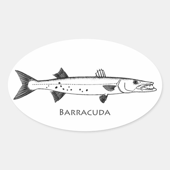 Sticker Ovale Logo Great Barracuda (Devant)