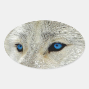 Sticker Ovale Loup blanc observé par bleu
