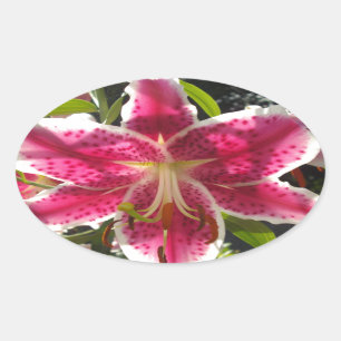 Sticker Ovale Lys roses fleurs tropicales roses rose