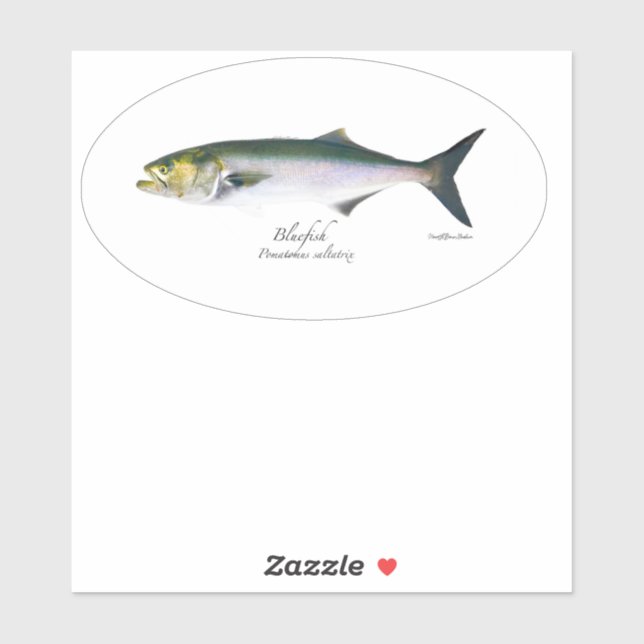 Sticker ovale M Vinyl Bluefish (Feuille)