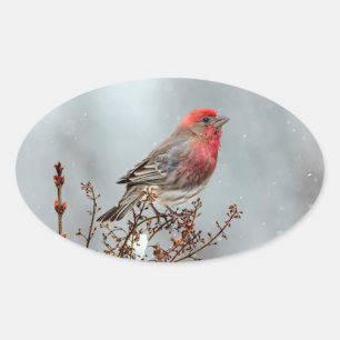 Sticker Ovale Maison Finch en Neige - Photo originale