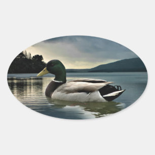 Sticker Ovale Mallard Duck