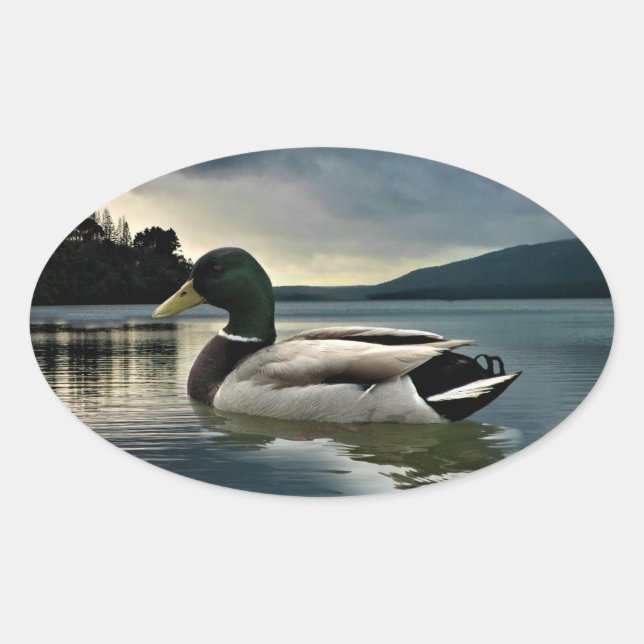 Sticker Ovale Mallard Duck (Devant)
