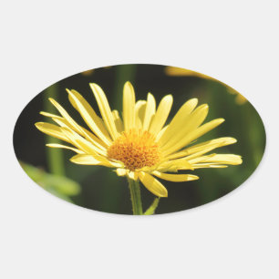 Sticker Ovale Marguerite jaune