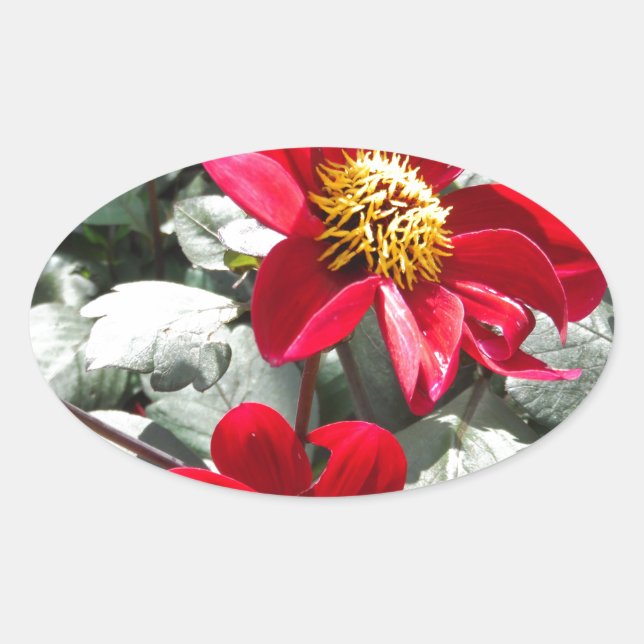 Sticker Ovale marguerite rose chaud rouge / marguerites fleurs (Devant)