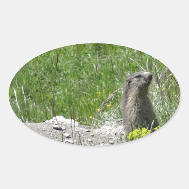 Sticker Ovale marmottes (Devant)