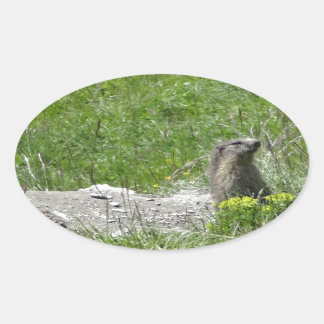 Sticker Ovale marmottes