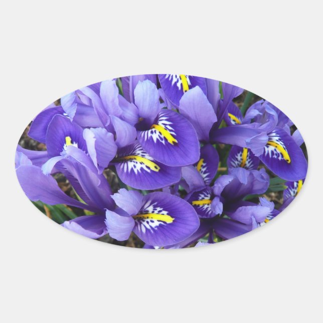 Sticker Ovale Miniature Bleu Irises Printemps Floral (Devant)