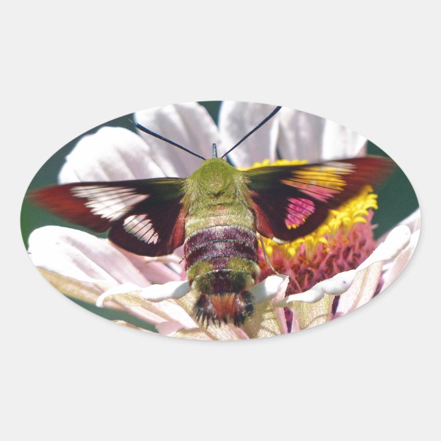 Sticker Ovale Mois des colibris (Devant)