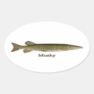 Sticker Ovale Musqué (muskellunge)