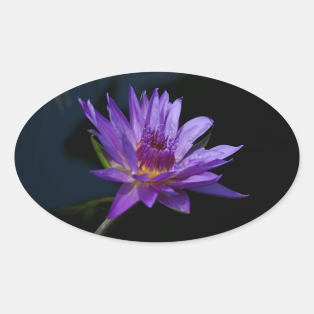 Sticker Ovale Nénuphar Lotus (Devant)